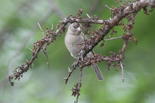 Yellow-spotted Bush Sparrow (Gymnoris pyrgita), photo 4