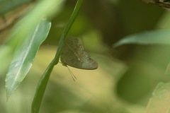 Eulaceura osteria