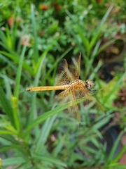 Trithemis aurora