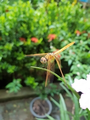 Trithemis aurora