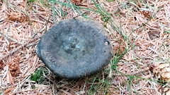 Entoloma medianox