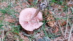 Entoloma medianox