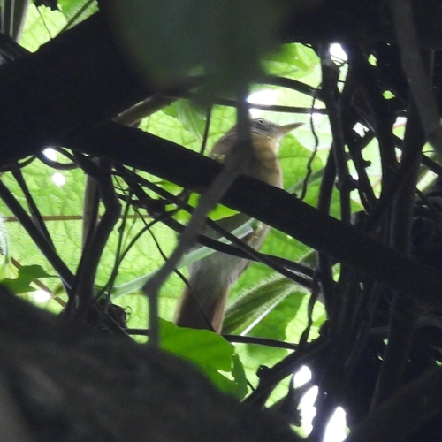 Grey-cheeked Tit-Babbler (Mixornis flavicollis)