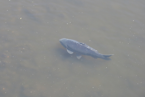 Cyprinus carpio