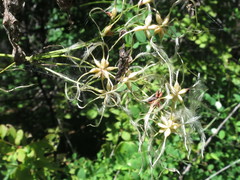 Clematis terniflora mandshurica