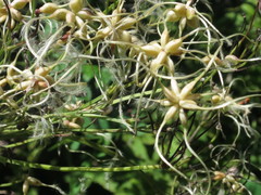 Clematis terniflora mandshurica