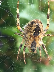 Araneus diadematus