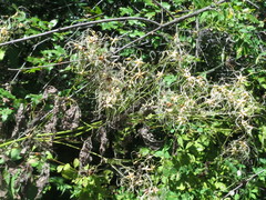 Clematis terniflora mandshurica