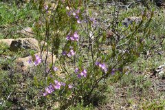 Calytrix glutinosa