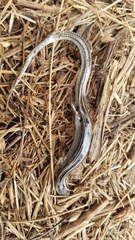 Plestiodon multivirgatus
