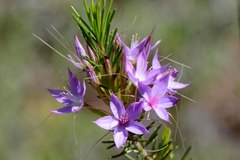 Calytrix glutinosa