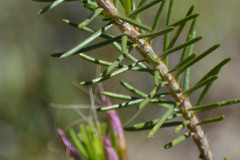 Calytrix glutinosa