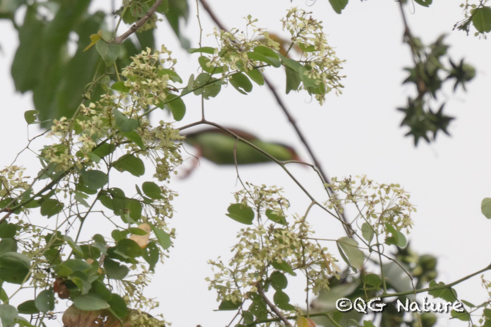 Common Green Magpie