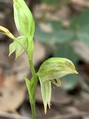Pterostylis longifolia