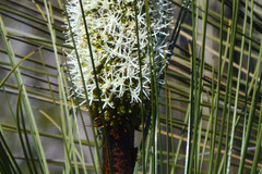 Xanthorrhoea acanthostachya
