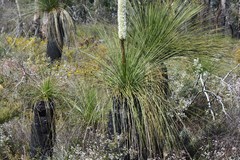 Xanthorrhoea acanthostachya