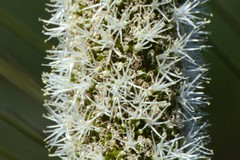 Xanthorrhoea acanthostachya