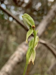 Pterostylis longifolia