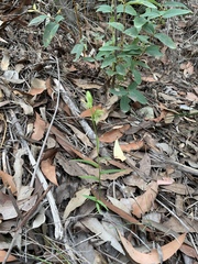 Pterostylis longifolia