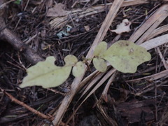 Dysoxylum spectabile