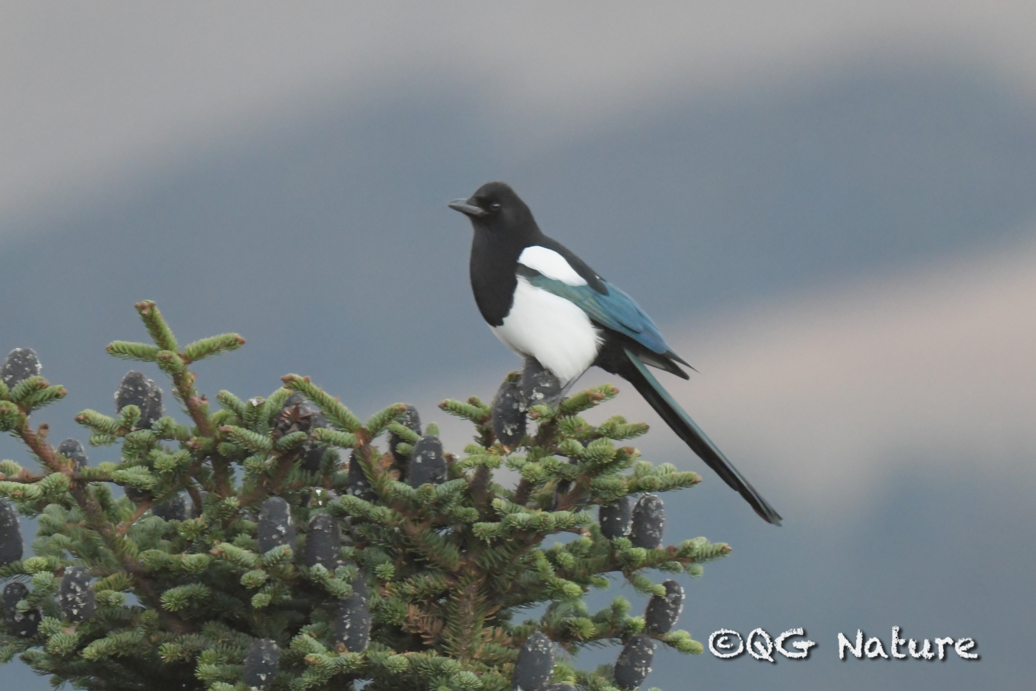 Black-rumped Magpie