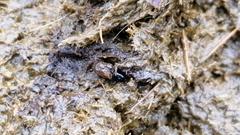 Chilothorax distinctus