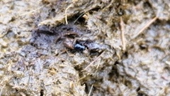 Chilothorax distinctus