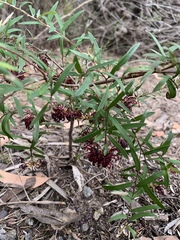 Grevillea diffusa