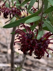 Grevillea diffusa