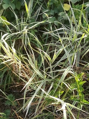 Phalaris arundinacea picta