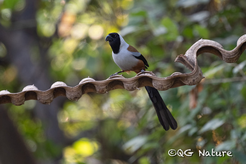 Collared Treepie (Dendrocitta frontalis), photo 7