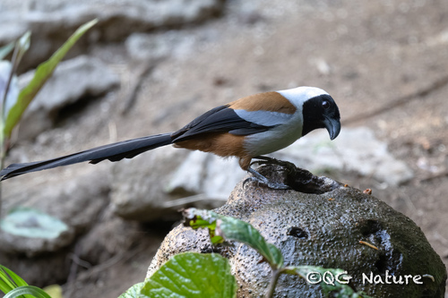 Collared Treepie (Dendrocitta frontalis), photo 8