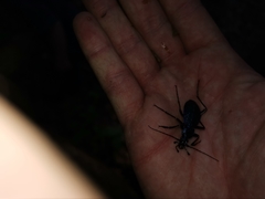 Carabina