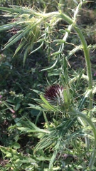 Cirsium eriophorum
