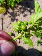Solanum physalifolium nitidibaccatum