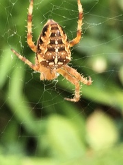 Araneus diadematus