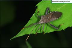 Ochrochira qingshanensis