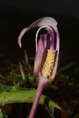 Arisaema murrayi sonubeniae
