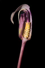 Arisaema murrayi sonubeniae
