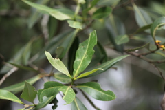 Avicennia alba