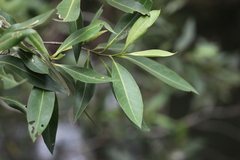 Avicennia alba