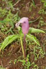 Arisaema murrayi sonubeniae