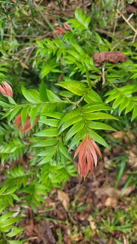 Common sickle pine (Falcatifolium falciforme)