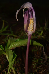 Arisaema murrayi sonubeniae