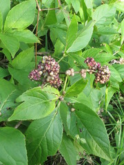 Eleutherococcus sessiliflorus