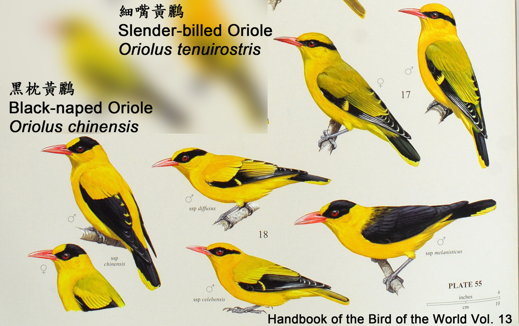 Slender-Billed Oriole