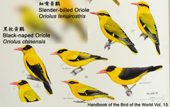 Slender-Billed Oriole photo 1