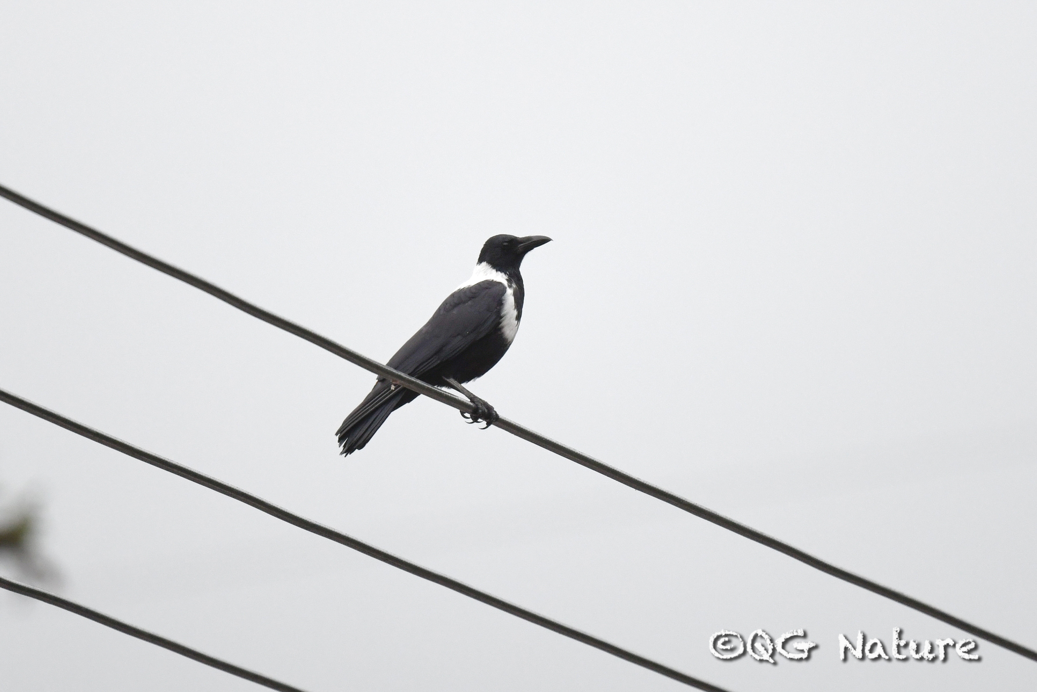 Collared Crow