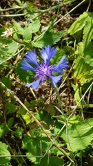 Centaurea cyanus