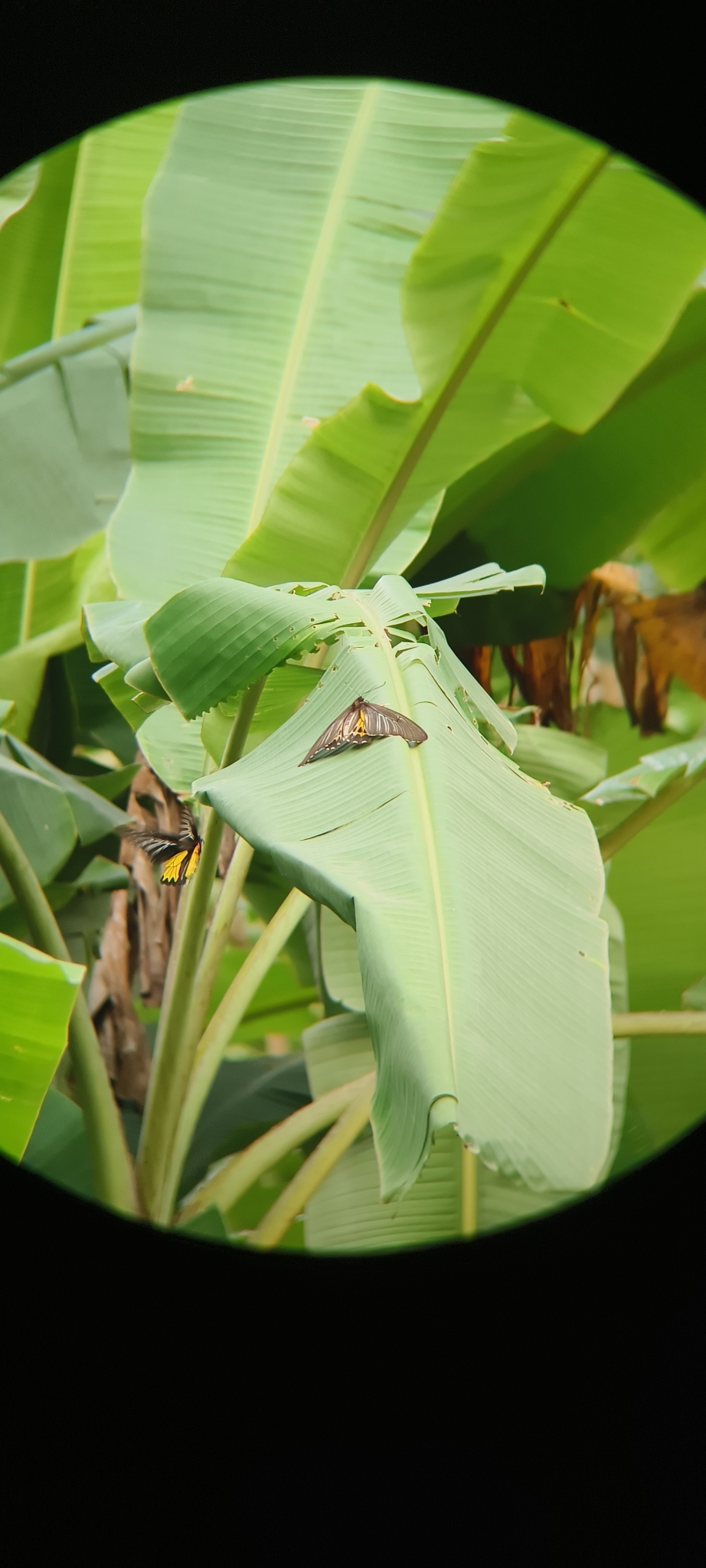 Sahyadri Birdwing